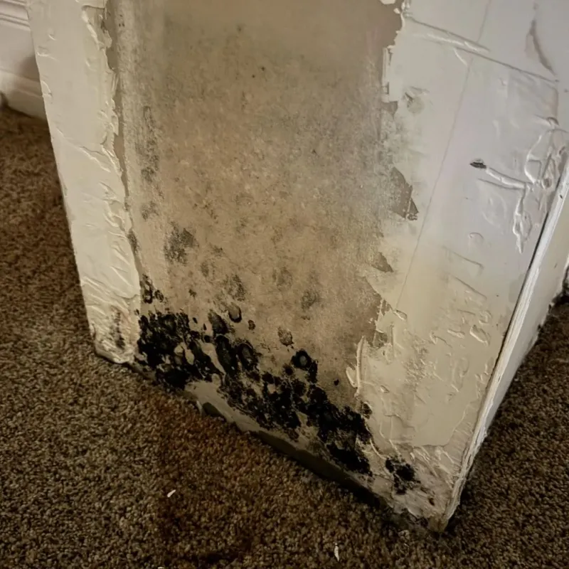 Professional Mold Removal in Jefferson County, TN